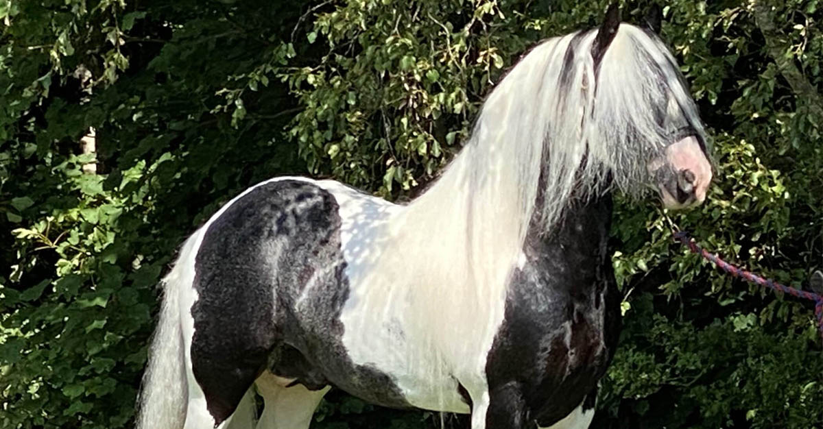 Bradleyfield Murphy`s Law - 14.2HH Homozygous Traditional Coloured Stallion